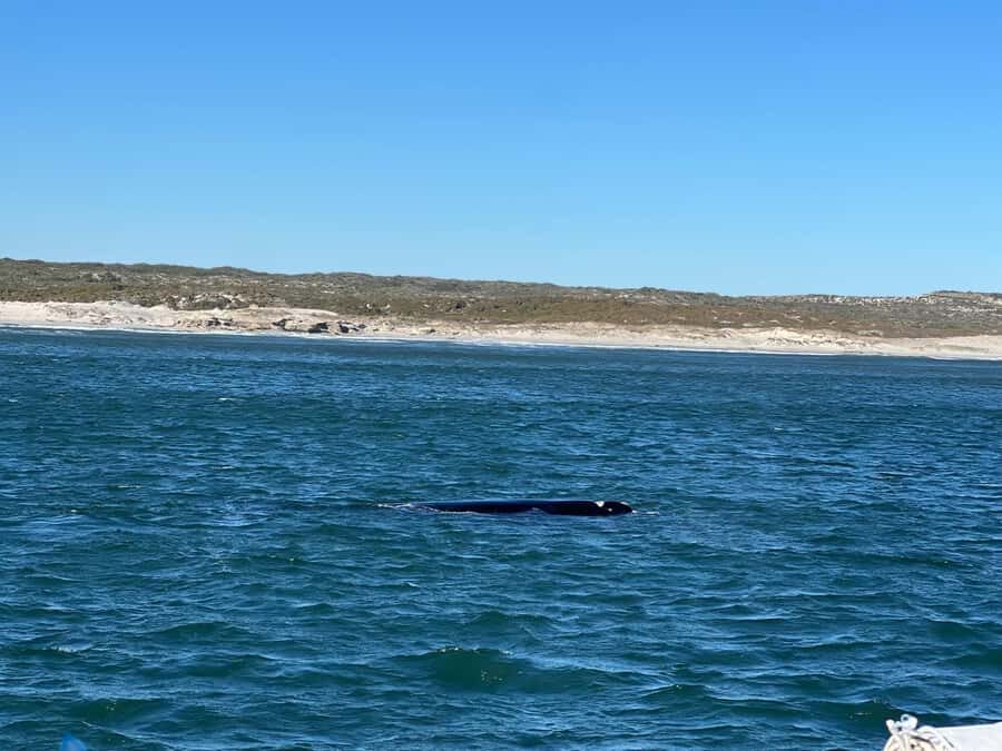 Cape Agulhas, Hermanus whales & Wine Tasting Day Trip - Key things you’ll notice on this trip