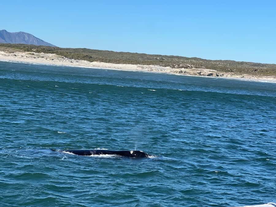 Cape Agulhas, Hermanus whales & Wine Tasting Day Trip - A 10-hour route that actually earns its checklist