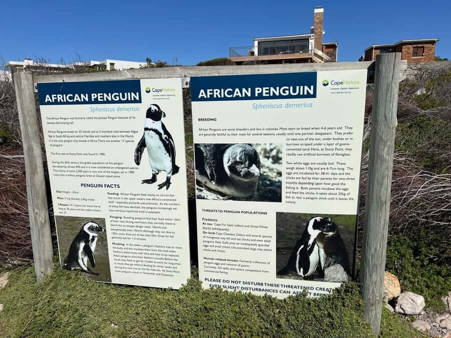Cape Agulhas, Hermanus whales & Wine Tasting Day Trip - Hermanus whale watching: magic when it’s on, simple if it isn’t