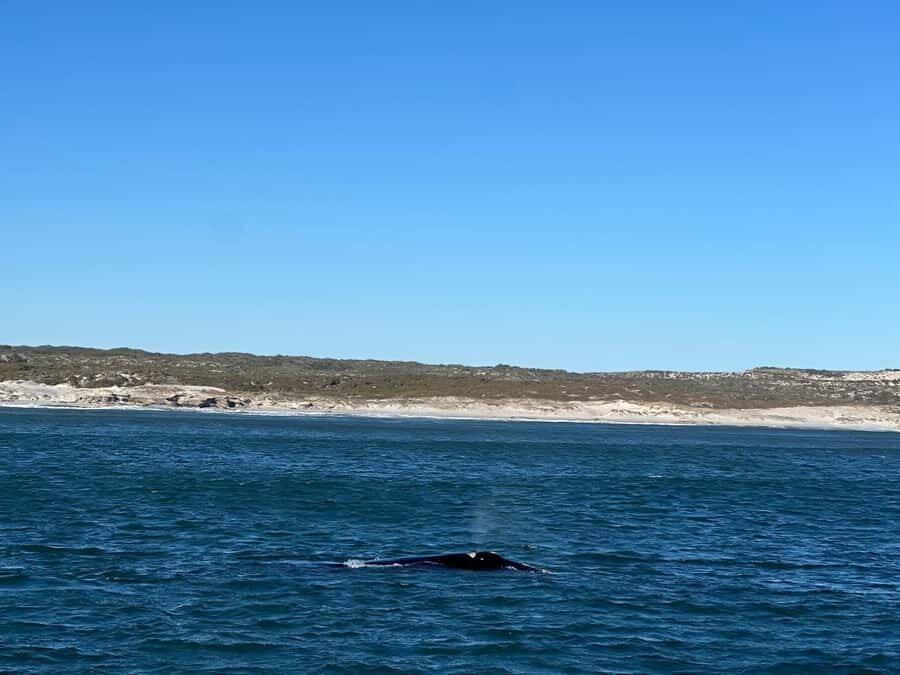 Cape Agulhas, Hermanus whales & Wine Tasting Day Trip - Stony Point Nature Reserve and the penguin colony walk