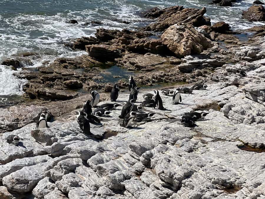 Cape Agulhas, Hermanus whales & Wine Tasting Day Trip - Why this day trip feels worth $264 (and when it won’t)
