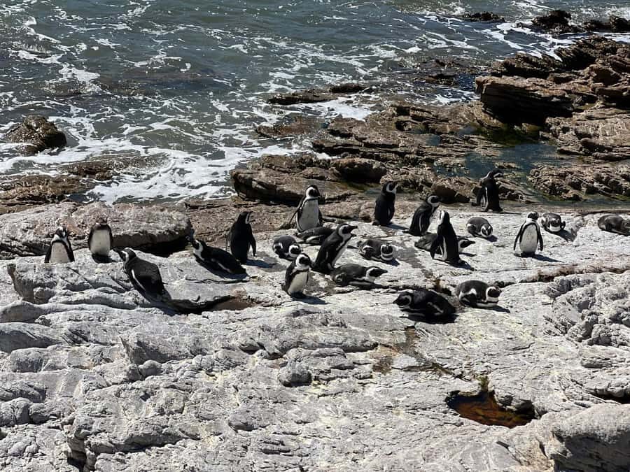 Cape Agulhas, Hermanus whales & Wine Tasting Day Trip - Cape Town to the Southern Tip: stops you learn from, not just pass