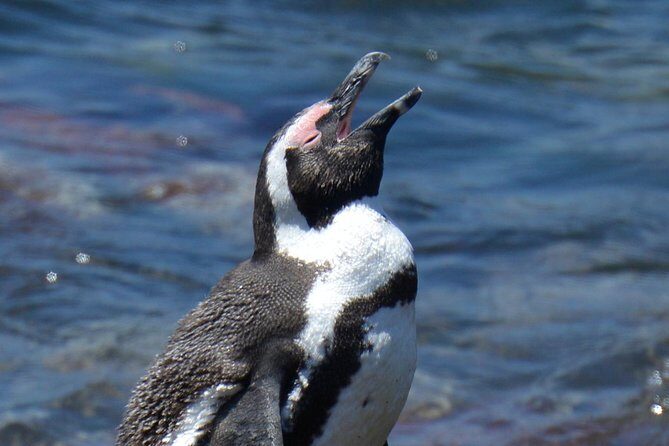 Cape Agulhas | Stony Point Nature Reserve - Why Cape Agulhas and Stony Point fit a tight Cape Town schedule