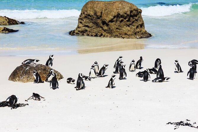 Cape of Good Hope and Boulders Beach Group Tour in Cape Town - Hout Bay: scenic coast first, Seal Island if you want extra wildlife time