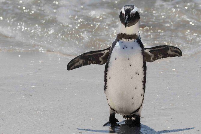 Cape of Good Hope and Boulders Beach Group Tour in Cape Town - Chapman’s Peak Drive: a scenic stretch you don’t want to miss
