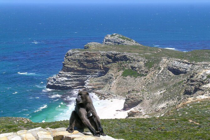 Cape of Good Hope and Boulders Beach Group Tour in Cape Town - Boulders Beach Penguin Colony: the highlight you’ll remember