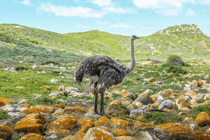 Cape of Good Hope and Boulders Beach Group Tour in Cape Town - Bo-Kaap: the quick guided color stop that pays off on photos