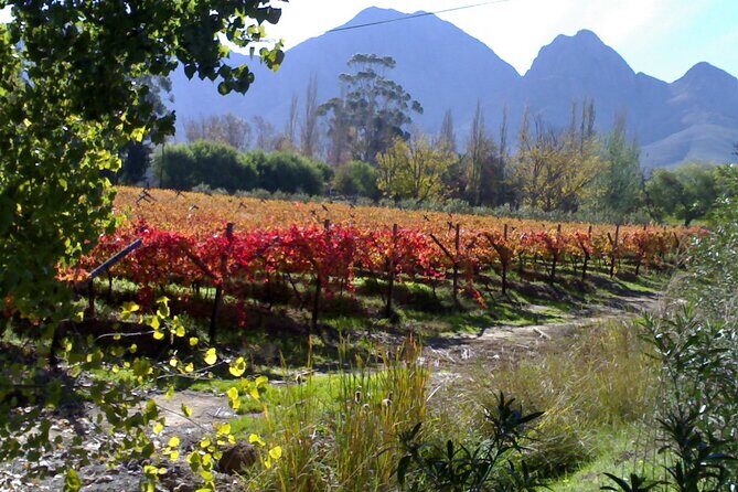 Cape of Good Hope and Cape Winelands Day Tour from Cape Town - Stellenbosch Next: Wine tasting (extra) or a town shopping break
