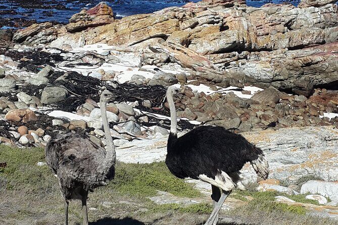 Cape of Good Hope and Cape Winelands Day Tour from Cape Town - Who should book this tour, and who should skip it