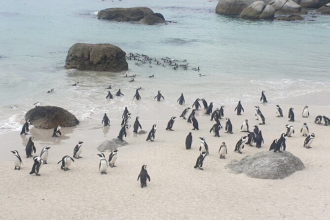 Cape of Good Hope and Cape Winelands Day Tour from Cape Town - Should you book this Cape of Good Hope and Winelands day tour?