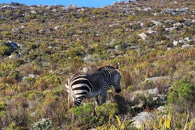 Cape of Good Hope and Penguin Beach Tour in Cape Town - Getting moving from Cape Town: pickup, comfort, and a first taste of color