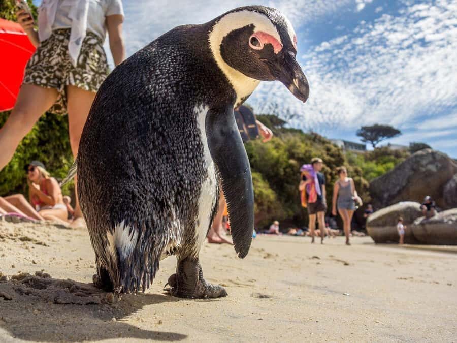 Cape of Good Hope and Penguins Full-Day Private Tour - Who should book this tour (and who might prefer another plan)