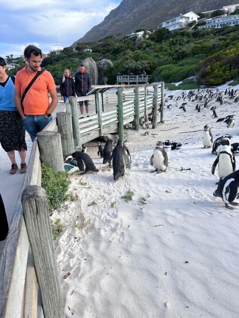 Cape of Good Hope and Penguins Full-Day Private Tour - Simon’s Town lunch and the wildlife you might spot