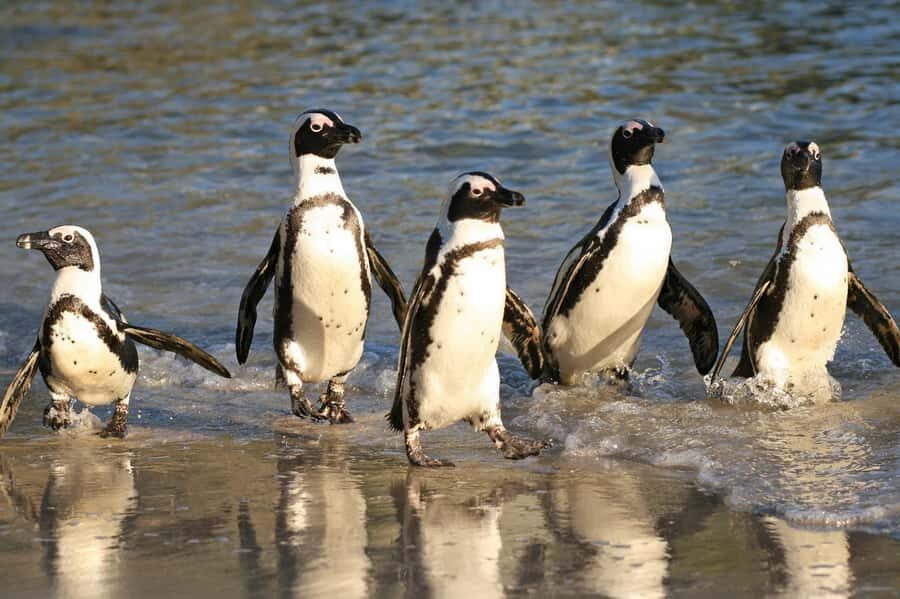 Cape of Good Hope and Penguins Full-Day Private Tour - Atlantic Seaboard views: from Bantry Bay to Maiden’s Cove