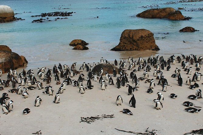 Cape Of Good Hope and Penguins Full Day Small Group Tour from Cape Town - Bo-Kaap to Camps Bay: the morning stops that set the tone