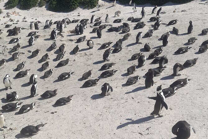 Cape of Good Hope and Penguins Full Day Tour from Cape Town - Key Highlights You’ll Care About