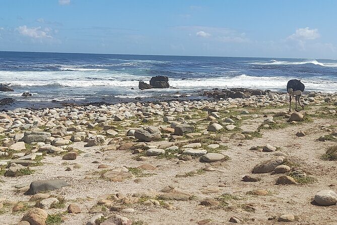 Cape of Good Hope and Penguins Full Day Tour from Cape Town - A Fast-Filled Cape Peninsula Circuit From Cape Town