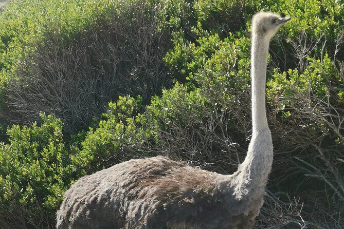 Cape of Good Hope and Penguins Full Day Tour from Cape Town - Simon’s Town: Naval Town Vibes and a Waterfront Break