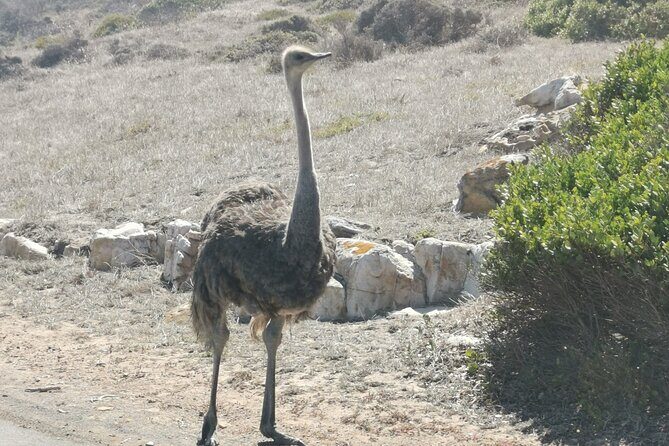 Cape of Good Hope and Penguins Full Day Tour from Cape Town - Price and Tickets: Is It Good Value?