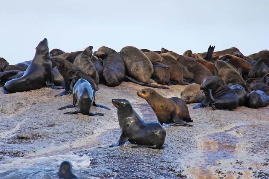 Cape of Good Hope and Penguins Private Tour with Entry Fees - The return drive: Fish Hoek and Muizenberg scenic passes