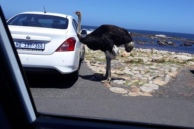 Cape of Good Hope and Penguins - Small Group - Full day - What to Expect at Each Stop (and How to Make the Most of It)