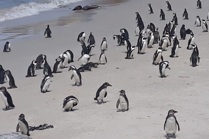Cape of Good Hope and Penguins - Small Group - Full day - Bo-Kaap Color and Camps Bay Views in the Same Morning