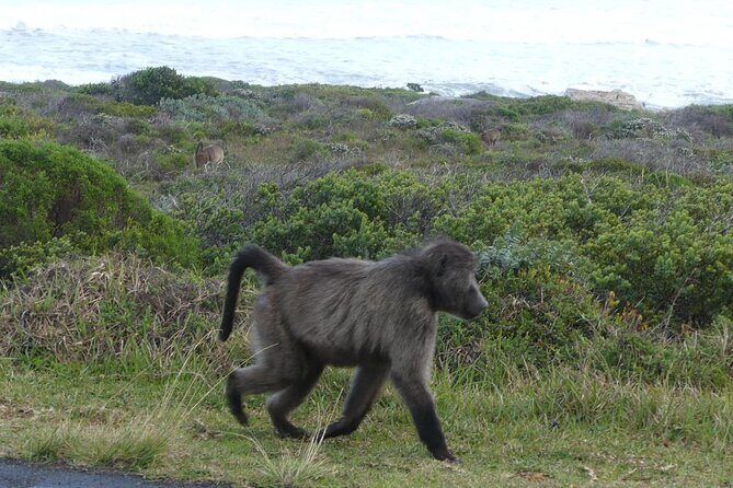 Cape of good hope and penguins small group Tours - Key things I’d bet on with this tour