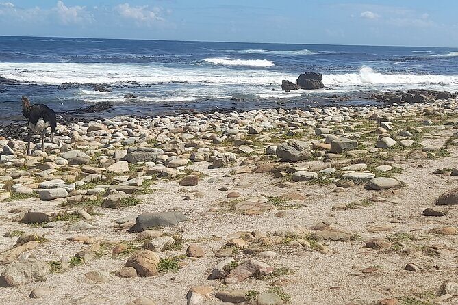 Cape of good hope and penguins small group Tours - Cape Point Nature Reserve: lighthouse views and guided nature time