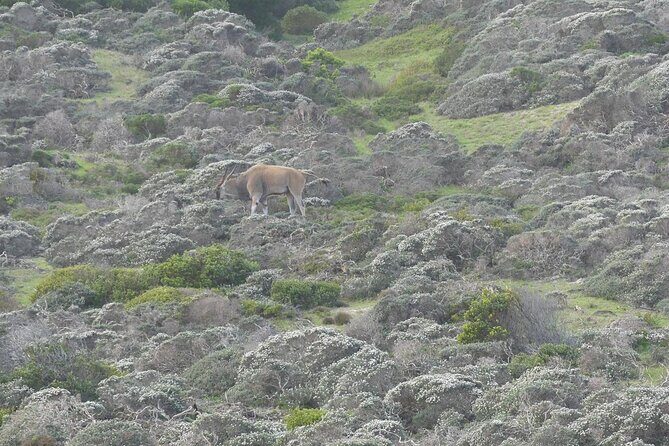Cape of good hope and penguins small group Tours - Simon’s Town and Boulders Beach: penguins are the main event