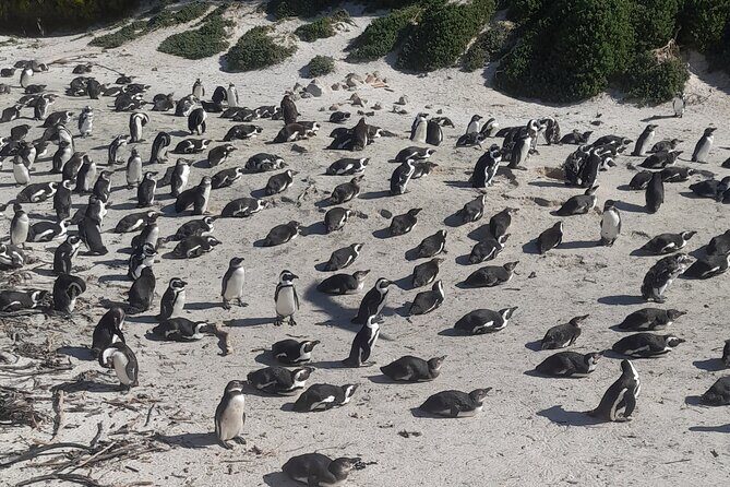 Cape of good hope and penguins small group Tours - Optional extras: Seal Island boat trip and the Cape Point/Cape of Good Hope hike