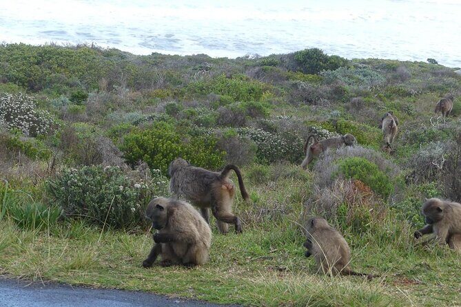 Cape of good hope and penguins small group Tours - Cape Town Central, Bo-Kaap, Bantry Bay, and Camps Bay: get your bearings fast
