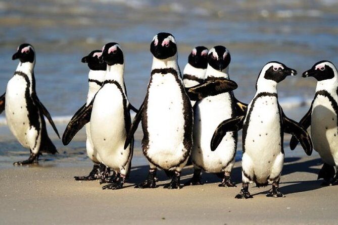 Cape Of Good Hope and Penguins viewing Private Tour - Why this private Cape Peninsula day feels easier than public tours