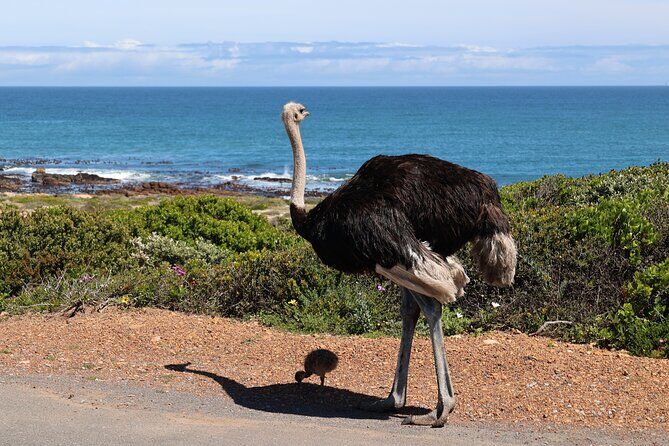 Cape Of Good Hope and Table Mountain Day Trip from Cape Town parks fees include - Should You Book This Cape of Good Hope and Table Mountain Private Day Trip?