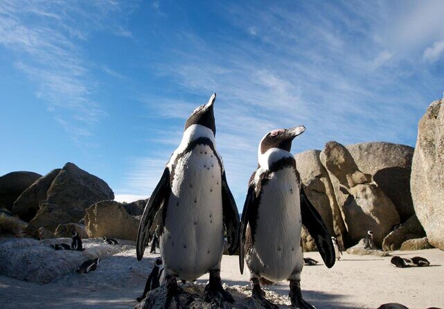 Cape of Good Hope, Boulders Beach Penguins and Wine (Traveler's Choice Award) - Key takeaways before you book