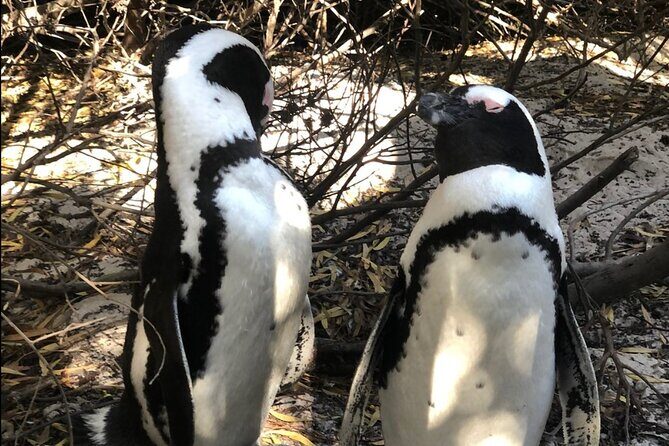 Cape of Good Hope, Boulders Beach Penguins and Wine (Traveler's Choice Award) - Stop 2: Boulders Beach Penguin Colony (the wildlife payoff)