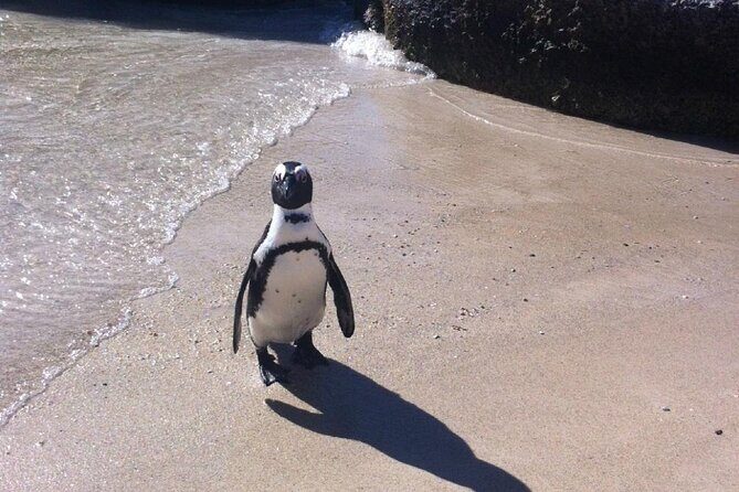 Cape of Good Hope, Boulders Beach Penguins and Wine (Traveler's Choice Award) - Stop 5: Back to Cape Town with a flexible drop-off