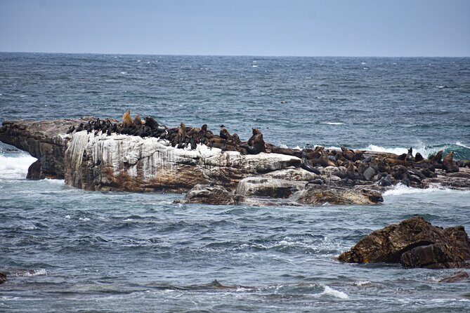 Cape of Good Hope & Boulders Beach Private Tour (Including Lunch) - Bo-kaap: Colorful Streets With Real Cultural Context (30 Minutes)