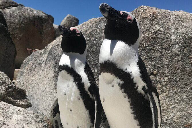 Cape of Good Hope Cape Point for groups - Boulders Beach Penguin Colony and lunch-time calm