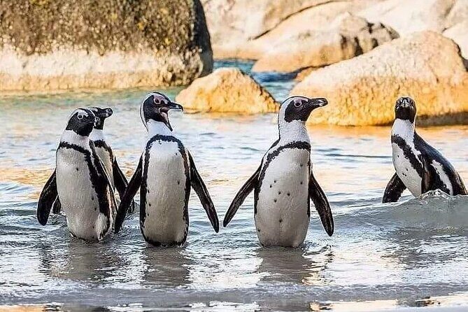 Cape of Good Hope, Cape Point, Penguins & Bo Kaap Full-Day Tour - Boulders Beach Penguin Colony: boardwalk views and real conservation context