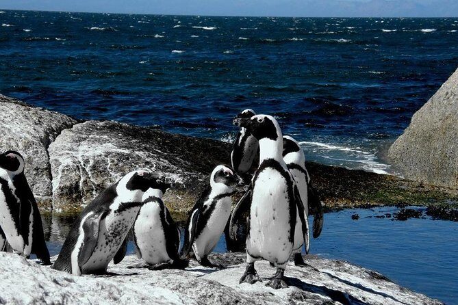 Cape of Good Hope, Cape Point & Penguins Private Afternoon Tour - Camps Bay to Maiden’s Cove: Atlantic Views, Quick Photo Stops