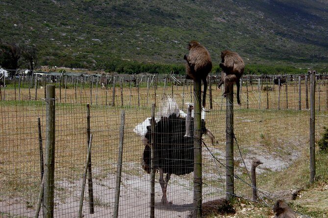 Cape of Good Hope, Cape Point & Penguins Private Afternoon Tour - Hout Bay, Kommetjie, Scarborough: Small Stops With Big Personality