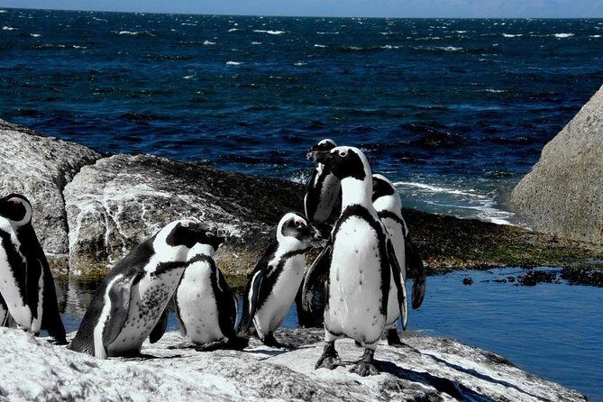 Cape of Good Hope, Cape Point & Penguins Private customizable Full Day Tour - Chapmans Peak Drive and the “Chappies” lookout break