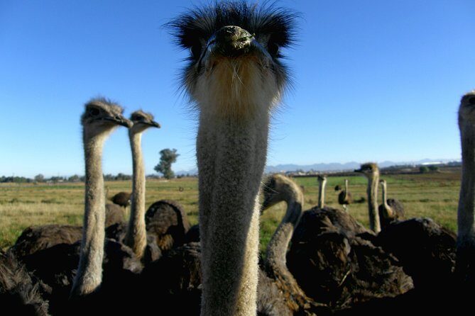 Cape of Good Hope, Cape Point & Penguins Private customizable Full Day Tour - Cape Point Ostrich Farm: a quick, fun stop before the reserve