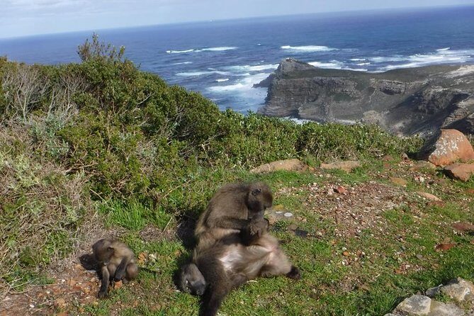 Cape of Good Hope, Cape Point & Penguins Private customizable Full Day Tour - Camps Bay to Hout Bay: Maiden’s Cove and Seal Island options