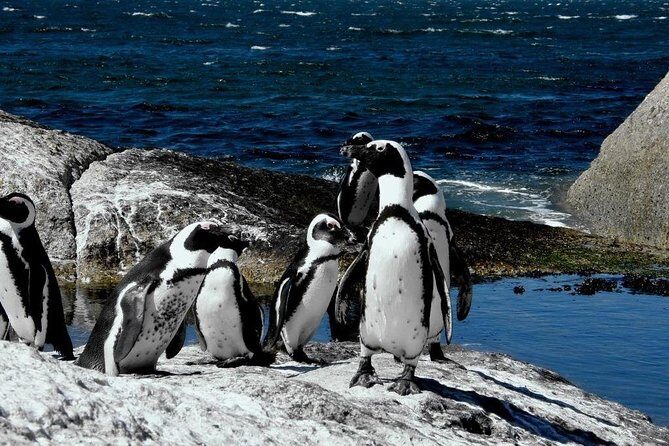 Cape of Good hope, Cape Point & Penguins, Private Morning Tour - Cape of Good Hope Stop: South-Westerly Drama and Old-Lighthouse Options