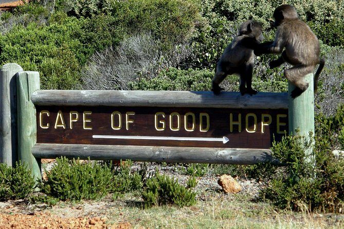 Cape of Good hope, Cape Point & Penguins, Private Morning Tour - Cape Point Nature Reserve: Where the Walking Starts (and the Views Deliver)