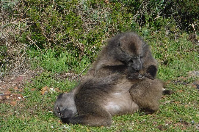 Cape of Good hope, Cape Point & Penguins, Private Morning Tour - Your Guide and Vehicle: The Real Value Behind the Price