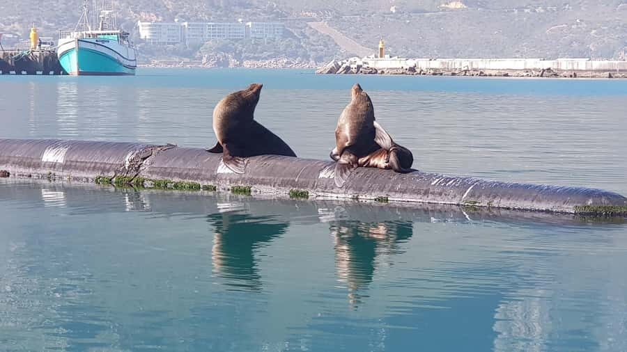 Cape of Good Hope, Chapman's Peak Drive, Penguins , Seals - Return via Muizenberg: coastal color on the way back