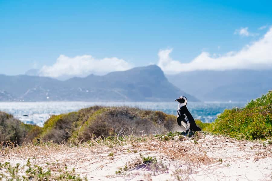 Cape of Good Hope Full-Day Private Tour - Key highlights you’ll actually feel during the day