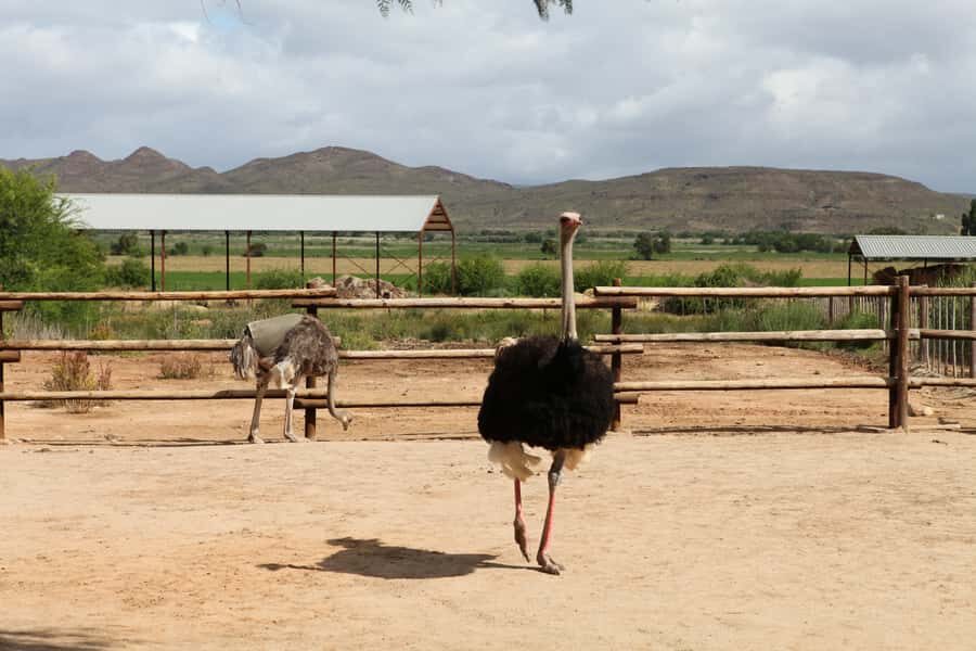 Cape of Good Hope Full-Day Private Tour - Price and logistics: is $317 per person worth it for an 8-hour private day?
